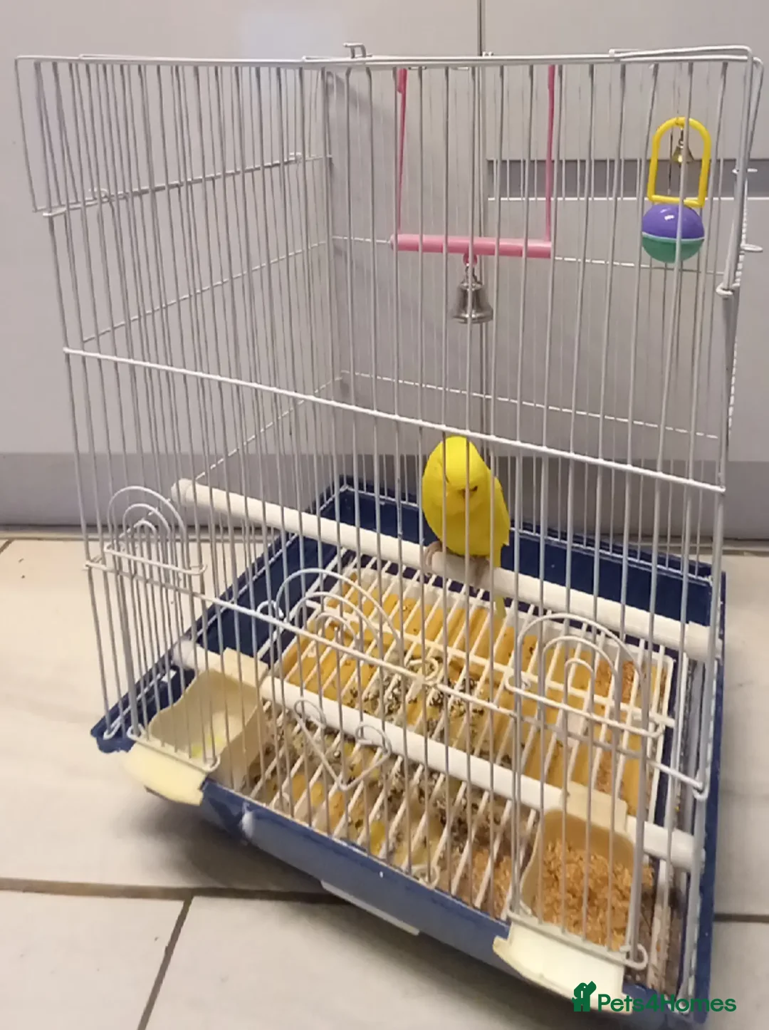 Budgerigars birds for sale: Bird and cage - Image 2