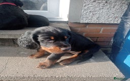 Gordon Setter dogs for sale: Gordon Setter Pups - Image 3