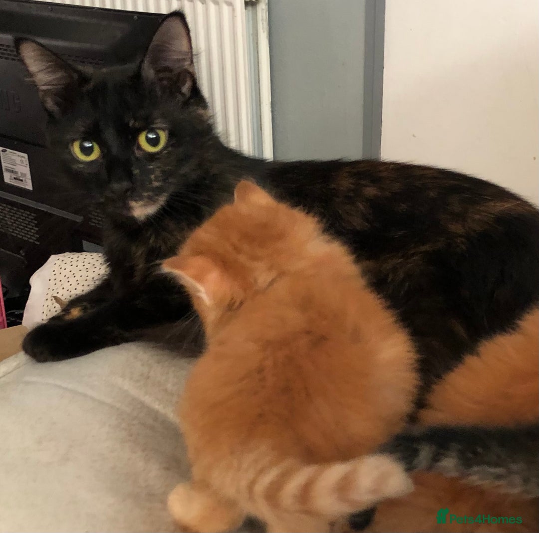 Mixed Breed cats for sale: Four beautiful kittens - Advert 1