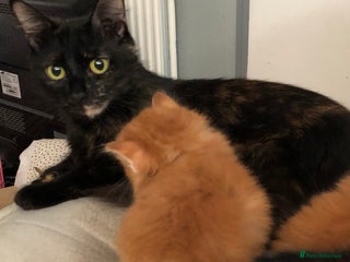 Mixed Breed cats Four beautiful kittens - Advert 7