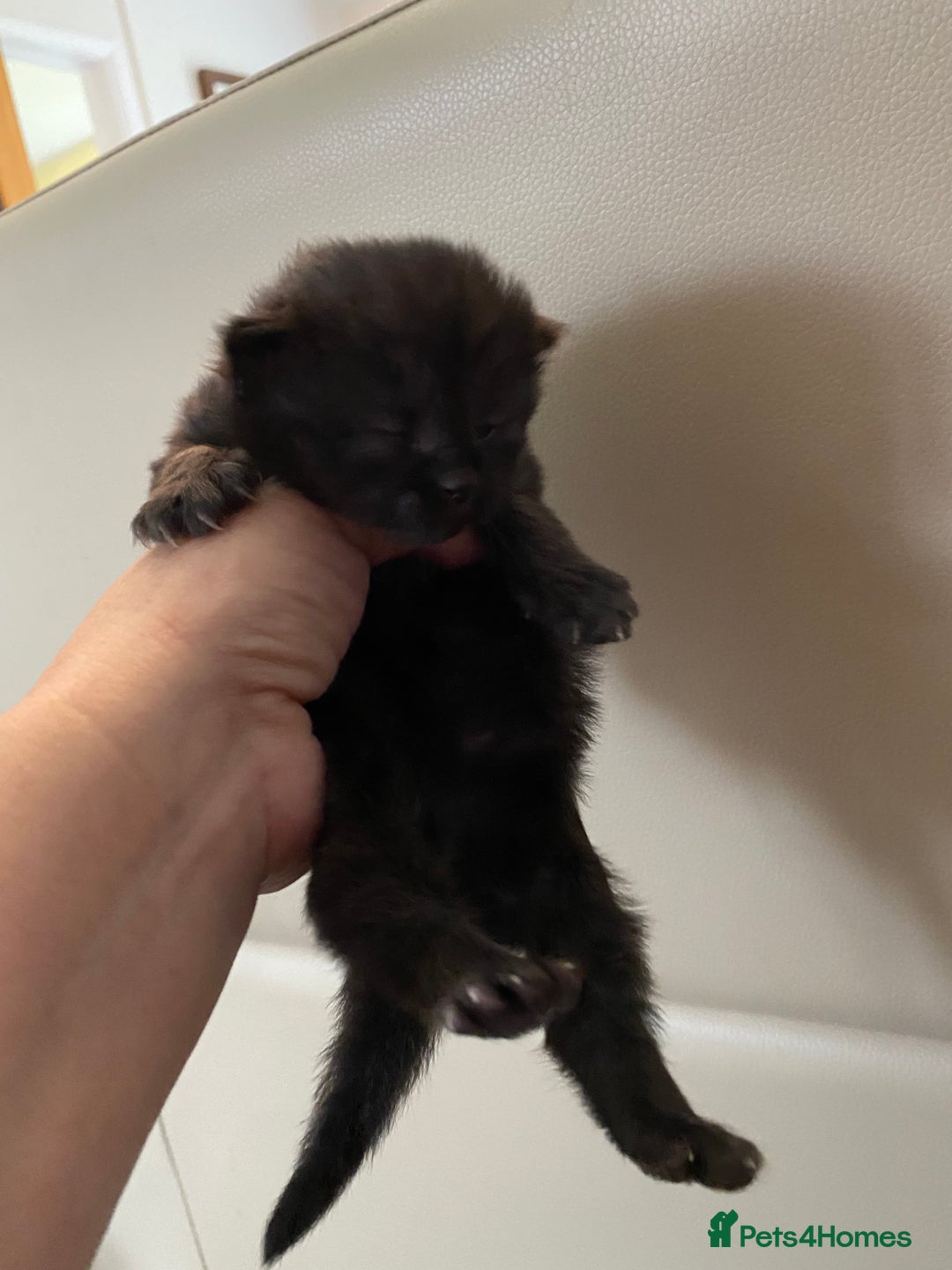 Mixed Breed cats for sale: Kittens  - Image 3