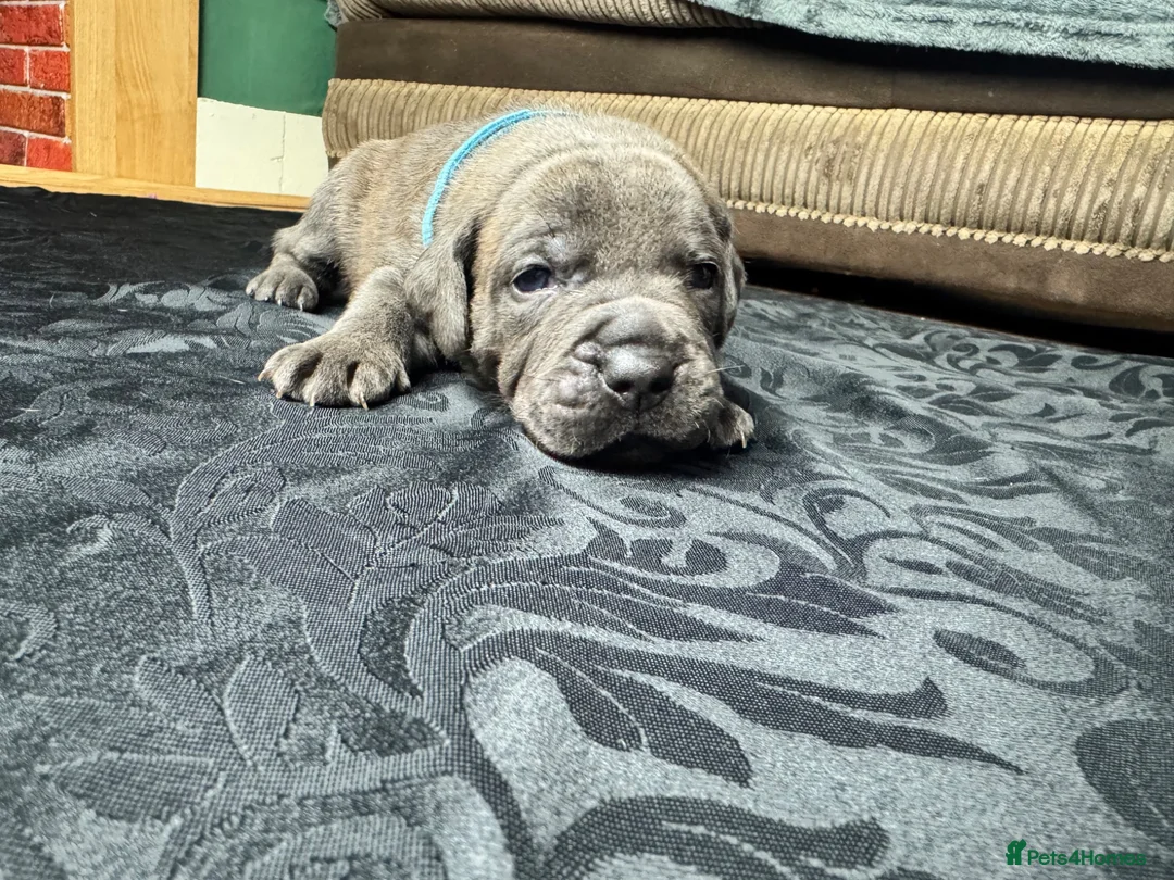 Mixed Breed dogs for sale: American Bull Staffy Puppies in Ramsgate - Advert 21
