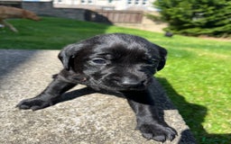 Labrador Retriever dogs for sale: KC Registered Black Labrador Puppies - Image 7