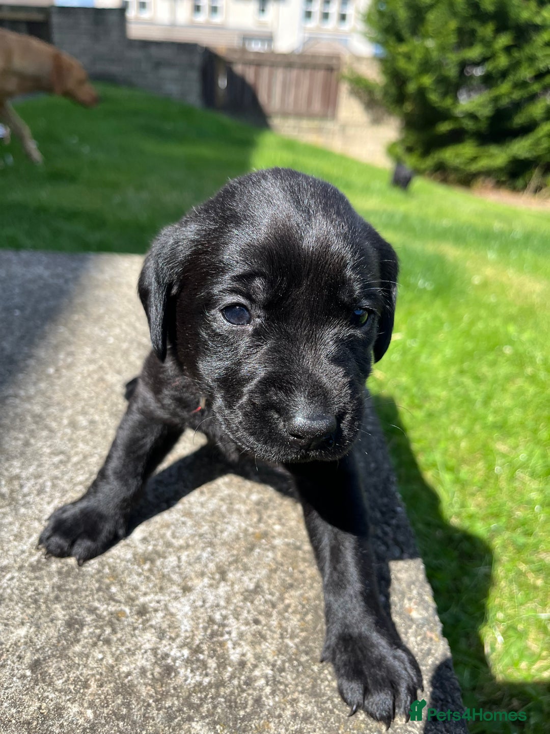 Labrador Retriever dogs for sale: KC Registered Black Labrador Puppies - Image 7