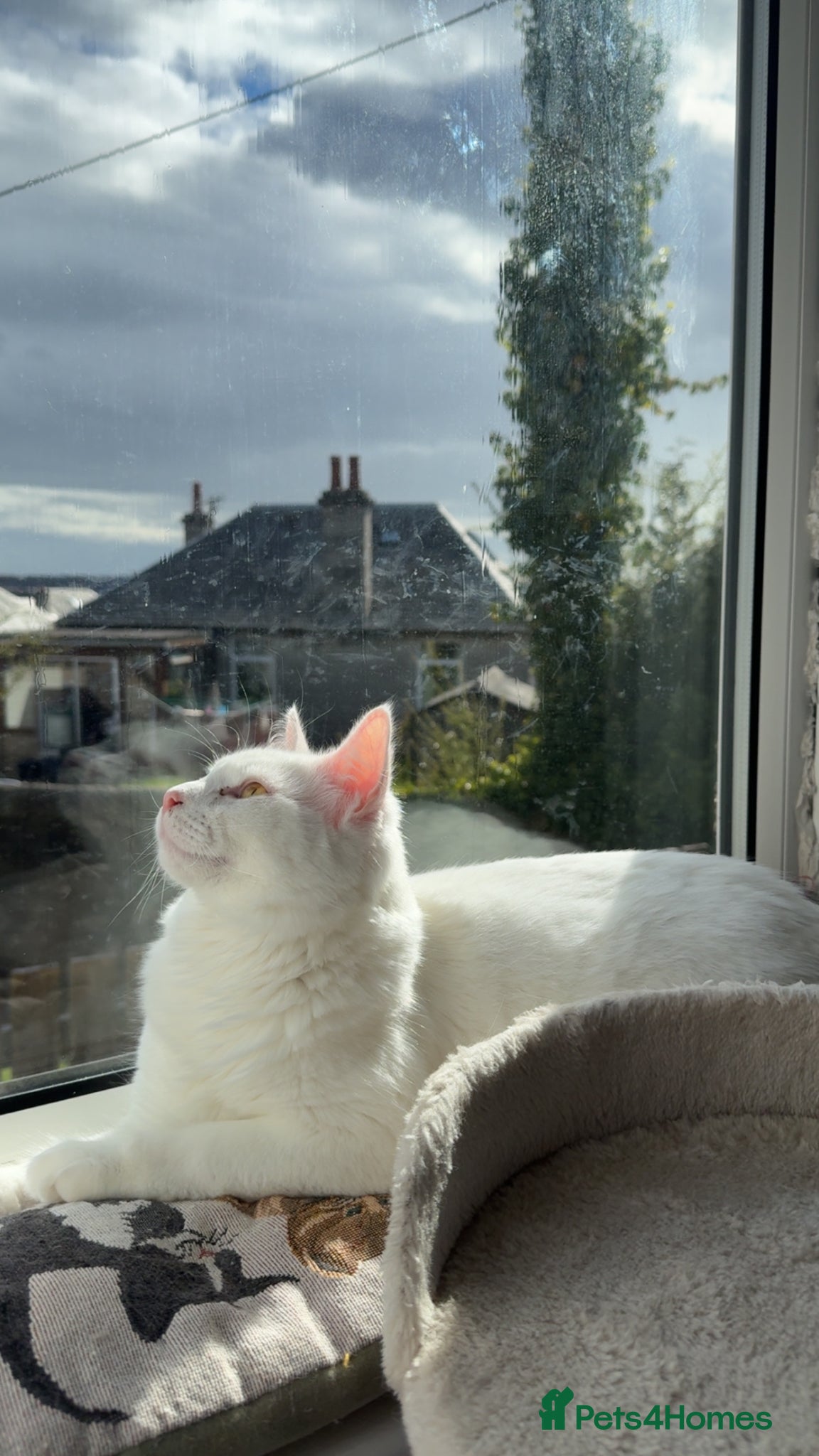 Turkish Angora cats Kitten for sale  - Advert 4