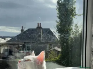 Turkish Angora cats Kitten for sale - Advert 1