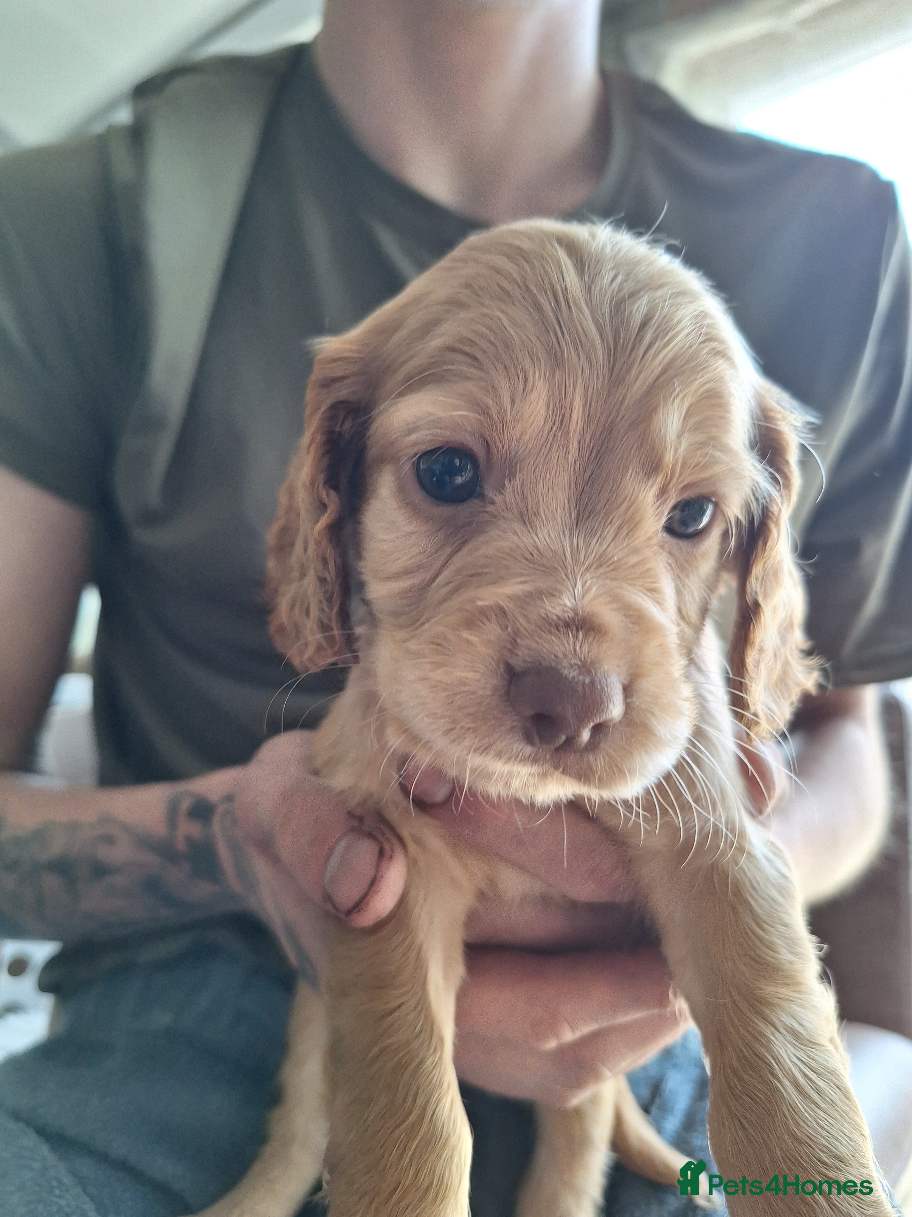 Cocker Spaniel dogs Cocker Spaniel puppies - Advert 2