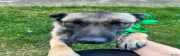 Mixed Breed dogs for adoption: Meet Luna, currently residing in London in Edgware - Advert 7