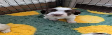 English Springer Spaniel 1