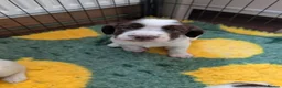 English Springer Spaniel dogs for sale: Springer pups for sale  - Advert 5