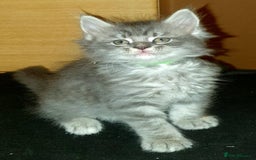 Maine Coon cats for sale: Beautifall Maine coon kittens - Advert 3
