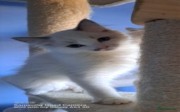 Ragdoll cats for sale: GCCF reg Ragdoll kittens  - Image 16