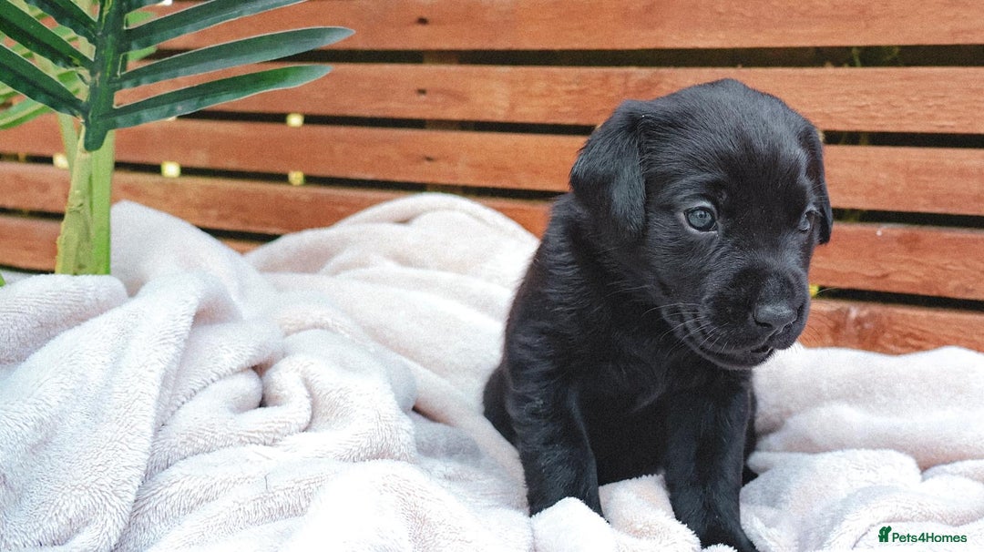 Labrador Retriever dogs for sale: KC Registered Black and Chocolate Labradors - Image 5