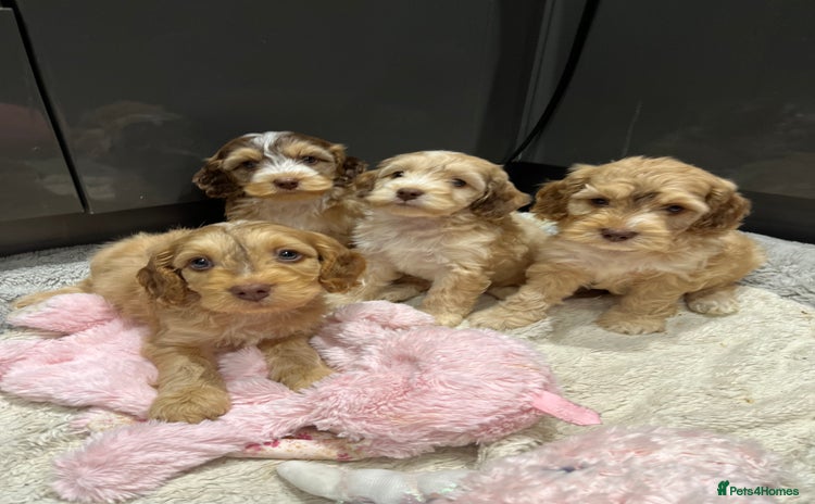 Cockapoo dogs - Advert 14