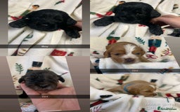 Cocker Spaniel dogs for sale: Cockers  - Advert 10