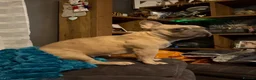 French Bulldog dogs for sale: French bulldog to a loving home in Wakefield - Advert 18