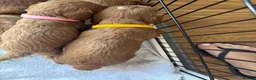 Cavapoo dogs for sale: Cavapoo puppies  - Advert 24
