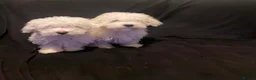Maltese dogs for sale: Maltese Puppies Girls Ready Now  - Advert 2