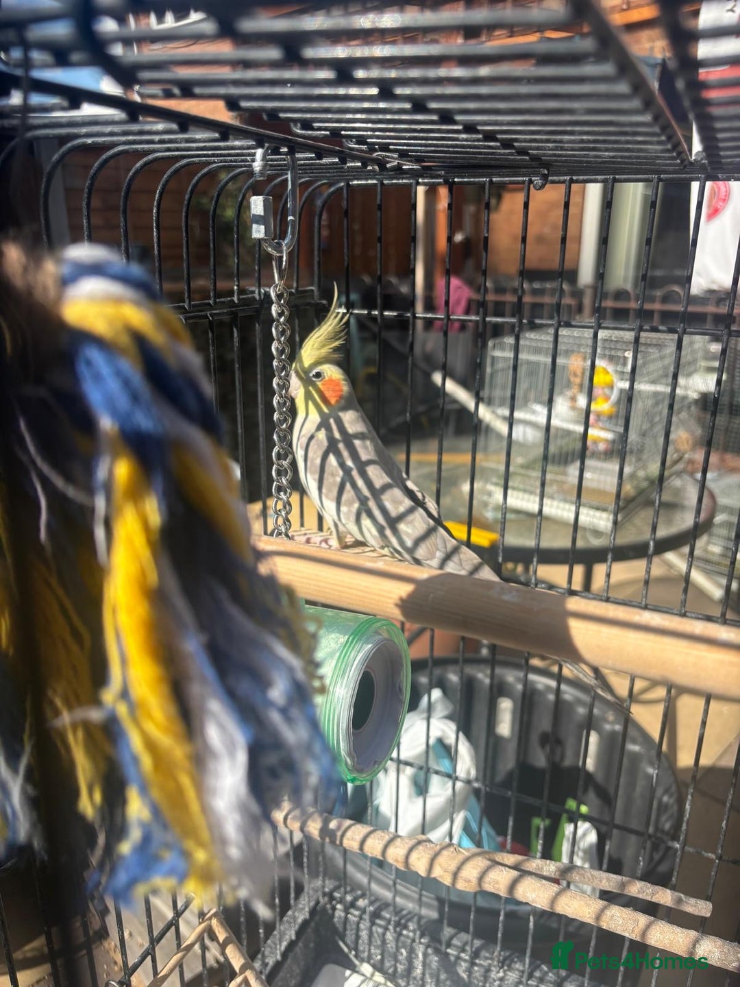 Cockatiels birds for sale: Cockatiel - Image 2