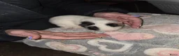 Guinea Pig rodents for sale: Baby guinea pigs  - Advert 2