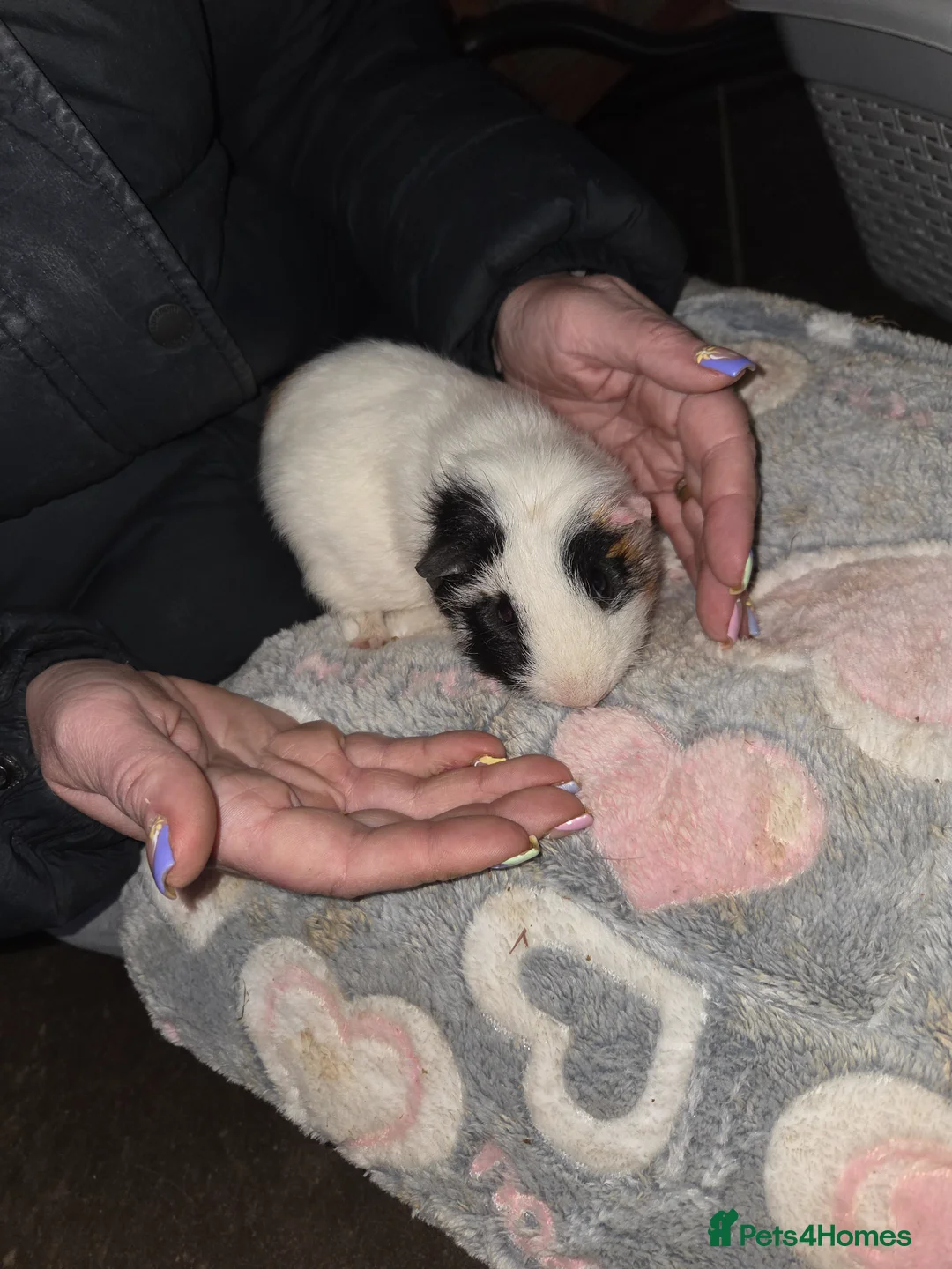 Guinea Pig rodents for sale: Baby guinea pigs  - Advert 2