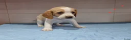 Beagle dogs for sale: Beagle  - Advert 16