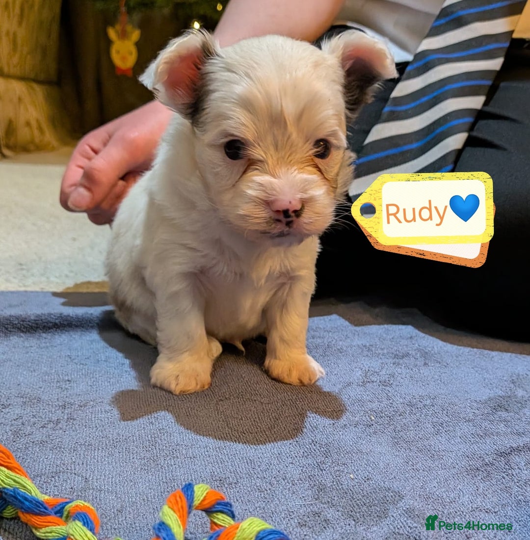 Biewer Terrier dogs for adoption: ❤️🐶 Sweet Pups Looking forResponsible Homes 🐶❤️ - Advert 10