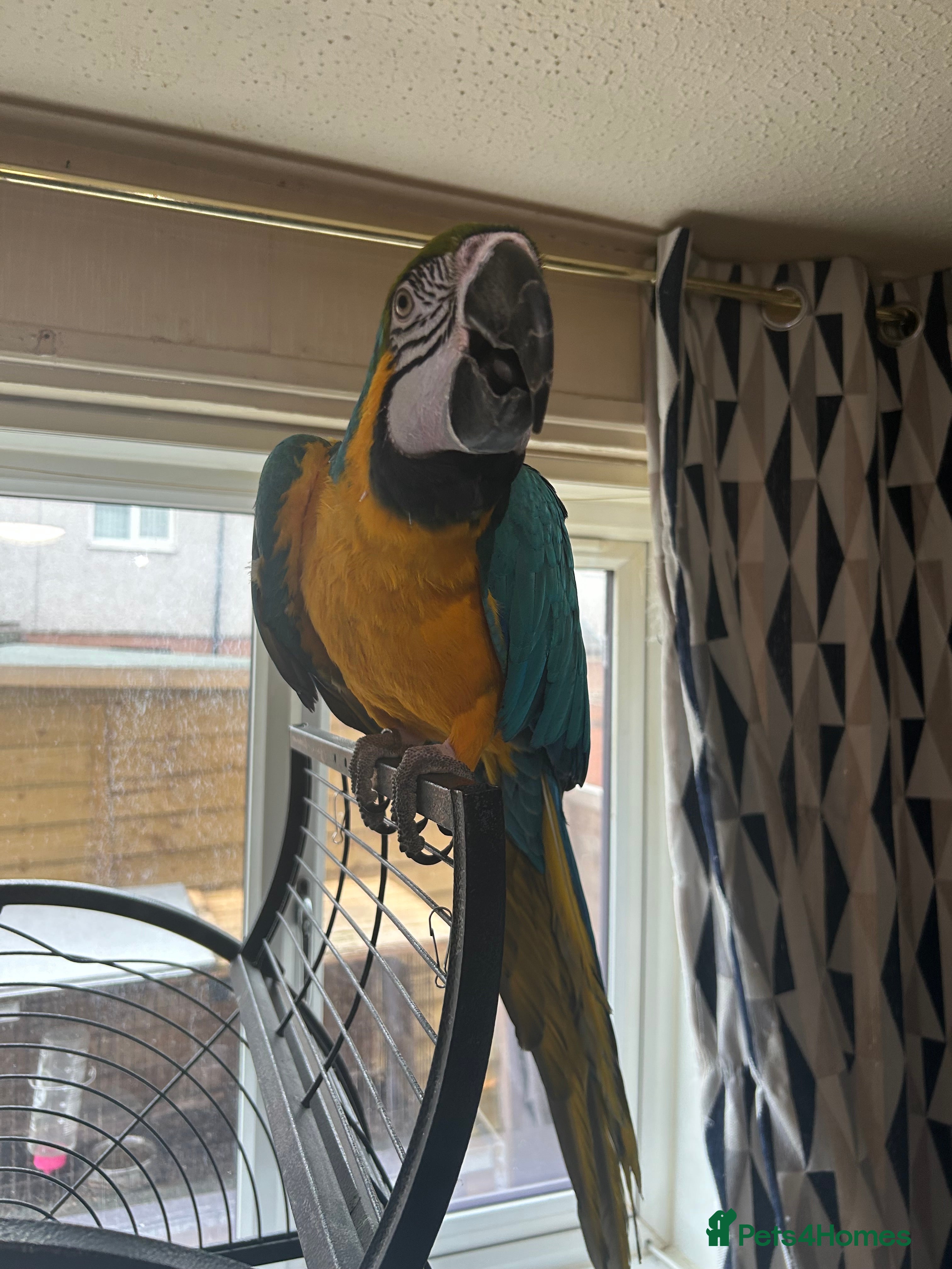 Macaws birds BLUE AND YELLOW MACAW - Advert 3