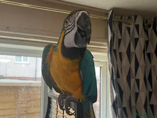 Macaws birds BLUE AND YELLOW MACAW - Advert 3