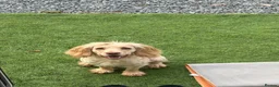 Cocker Spaniel dogs for sale: Working KC ftch pedigree full bred - Advert 2