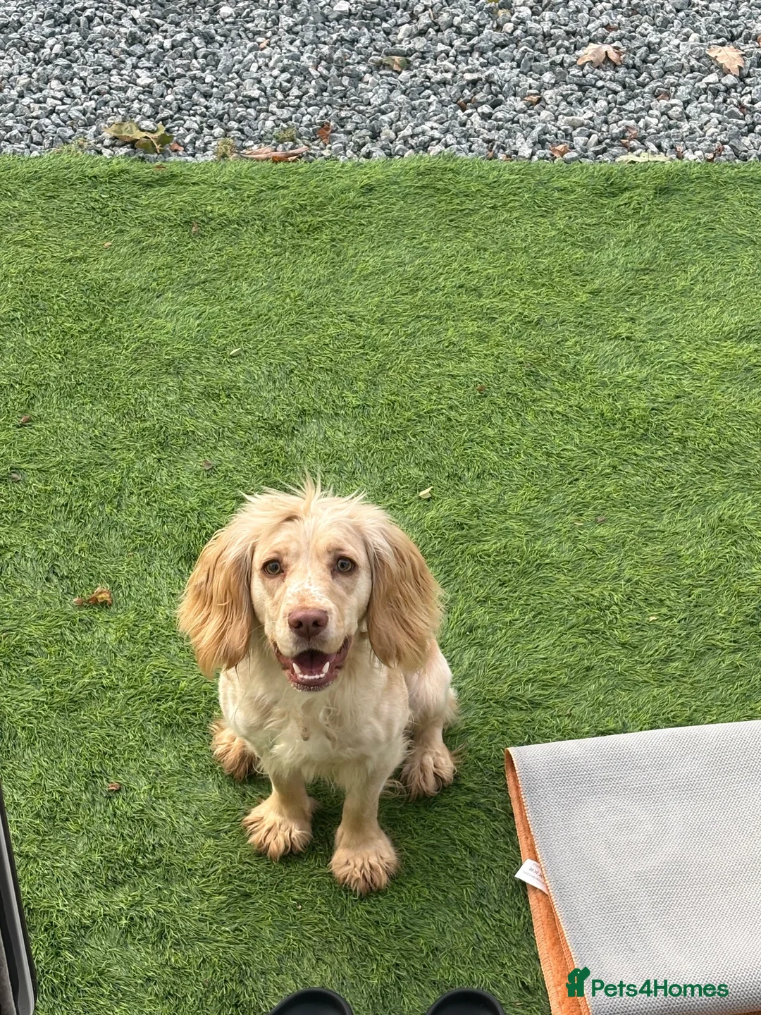 Cocker Spaniel dogs for sale: Working KC ftch pedigree full bred - Advert 2