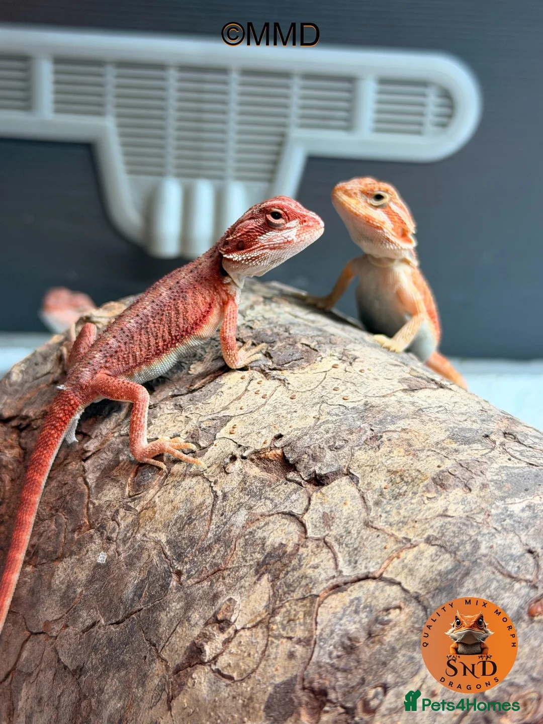 Bearded Dragon reptiles for sale: Red Monster /Zero Baby Bearded Dragons ready to go - Advert 1
