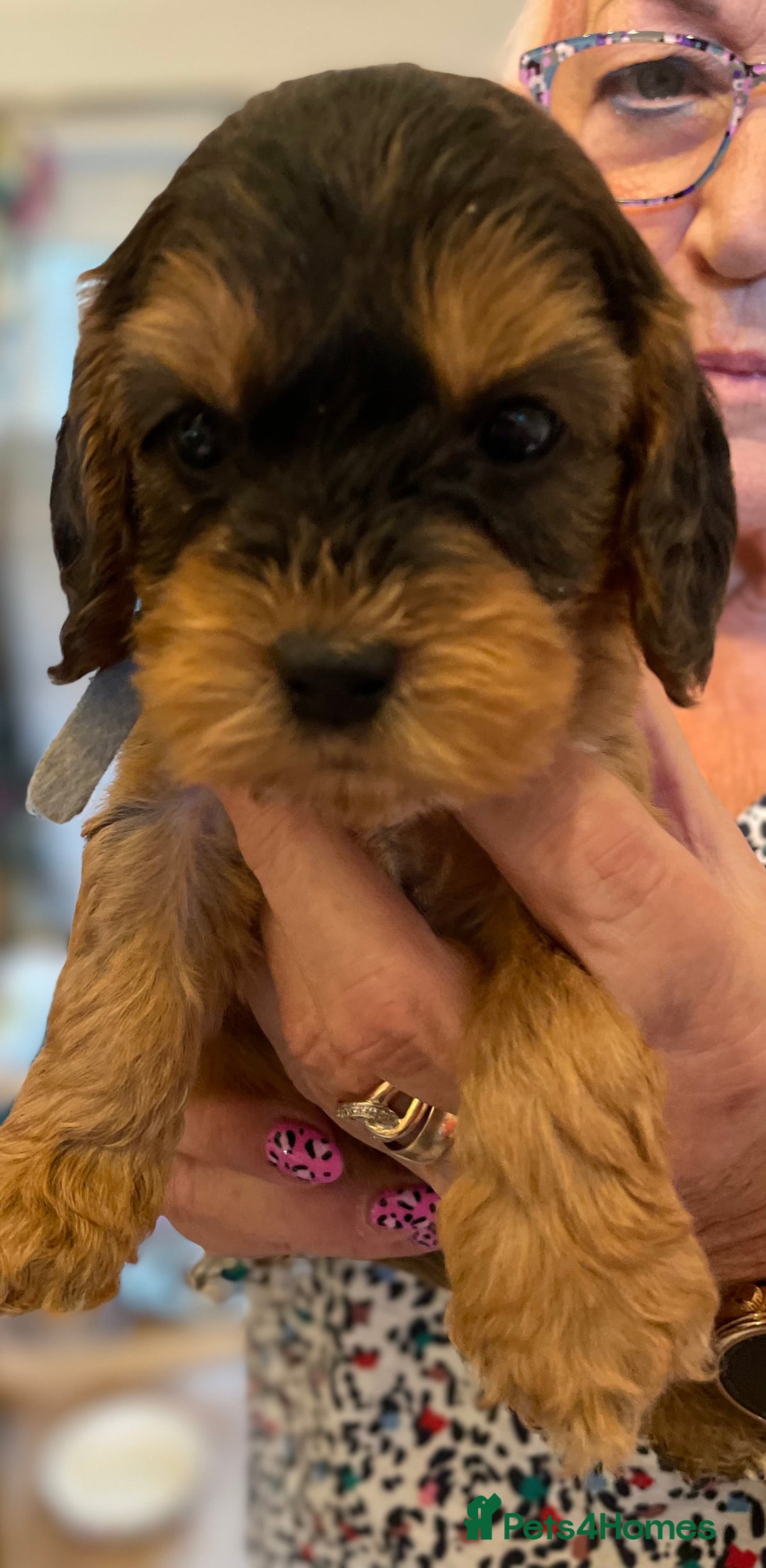 Cockapoo dogs for sale: Cuddly, cute, calm, sable Cockapoo puppies  - Image 27