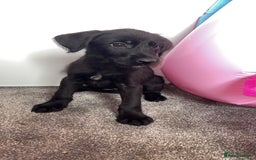 Borador dogs for sale: Collie x lab puppies - Image 8