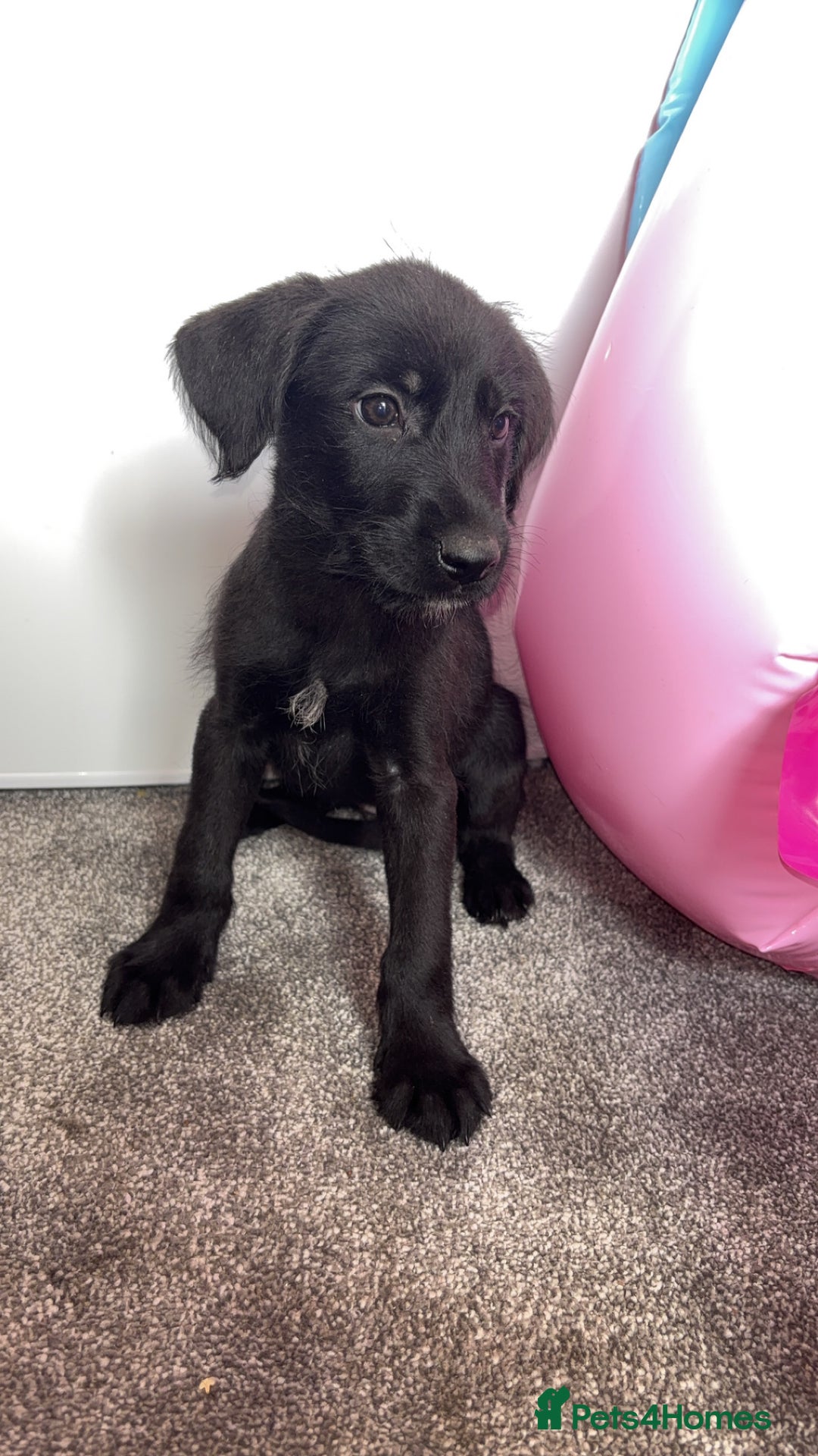Borador dogs for sale: Collie x lab puppies - Image 8