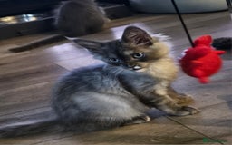 Maine Coon cats for sale: 💖last boy, blue eyed high silver 💖TICA  - Image 5