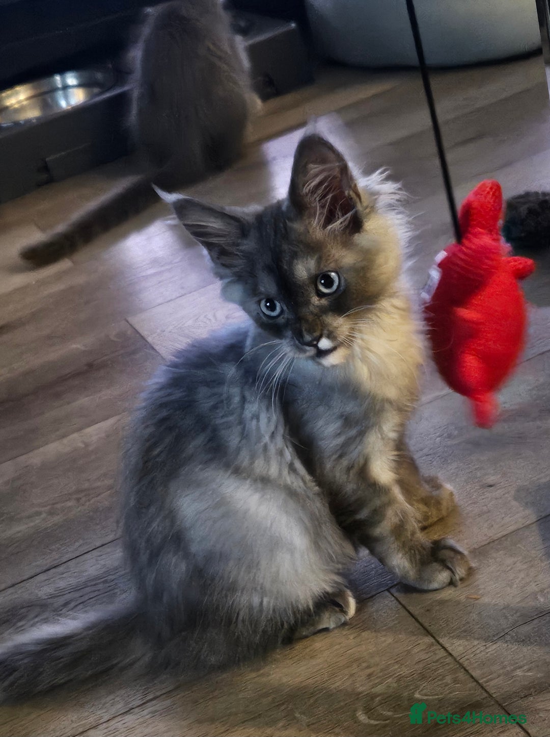 Maine Coon cats for sale: 💖last boy, blue eyed high silver 💖TICA  - Image 5