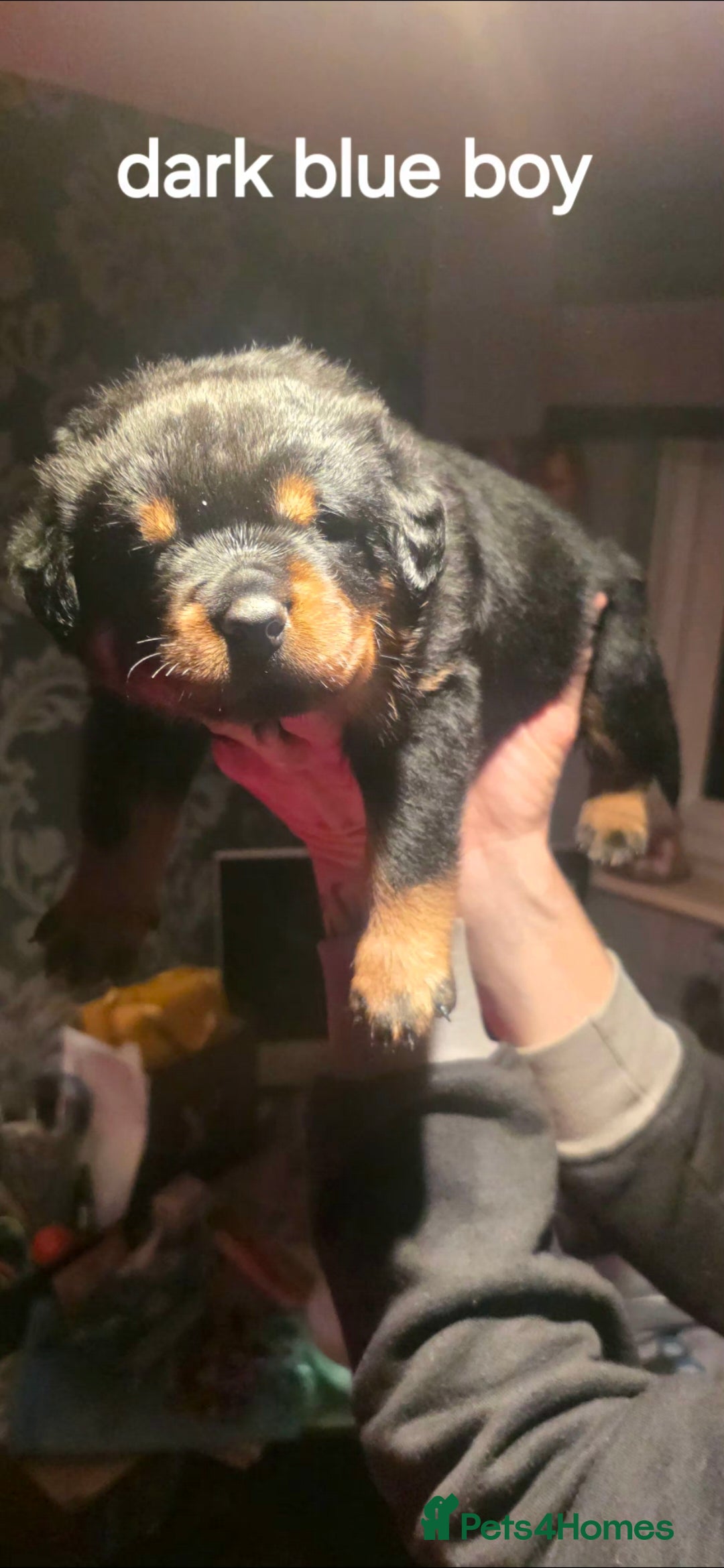 Rottweiler dogs for sale: Kc rottweiler  - Advert 6