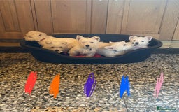 West Highland Terrier dogs for sale: Westie puppies for sale - Image 2