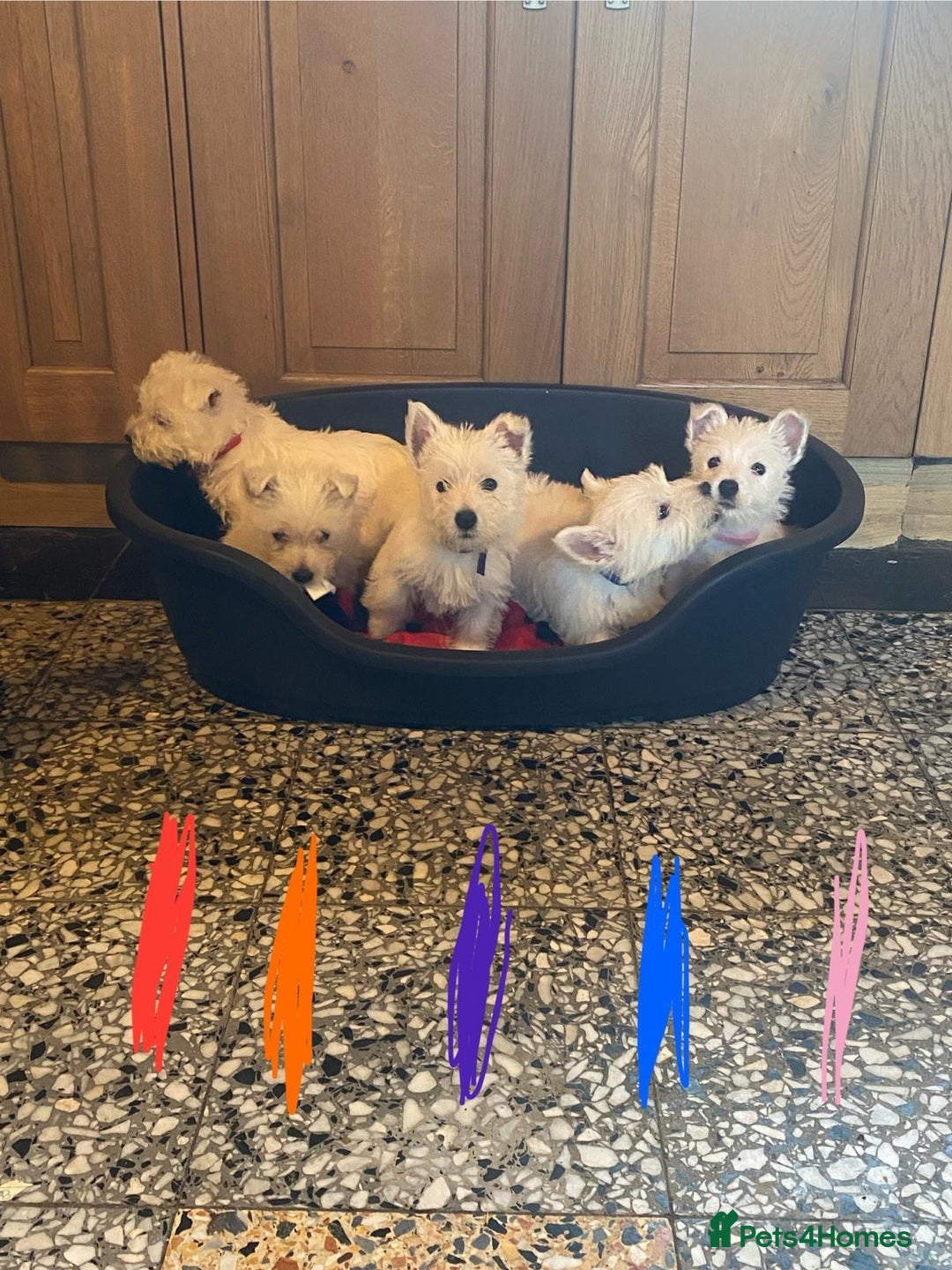 West Highland Terrier dogs for sale: Westie puppies for sale - Image 2