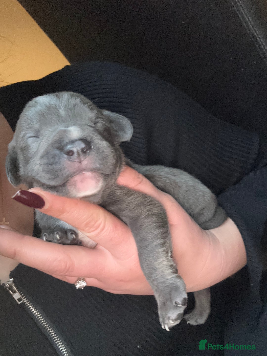 Staffordshire Bull Terrier dogs for sale: Gorgeous Staffordshire bull terrier puppies  - Advert 12