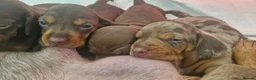 Dachshund dogs for sale: Beautiful minature Dachshund  - Advert 11