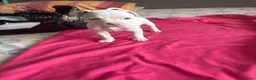 American Bully dogs for sale: Stunning American bully puppies for sale  - Advert 10