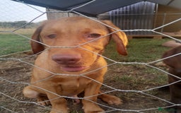 Labrador Retriever dogs for sale: Dog for sale - Image 1