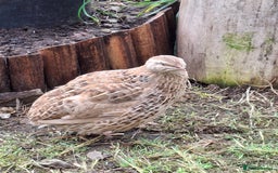 Mixed Breed birds for sale: Japanese Quail - Image 5