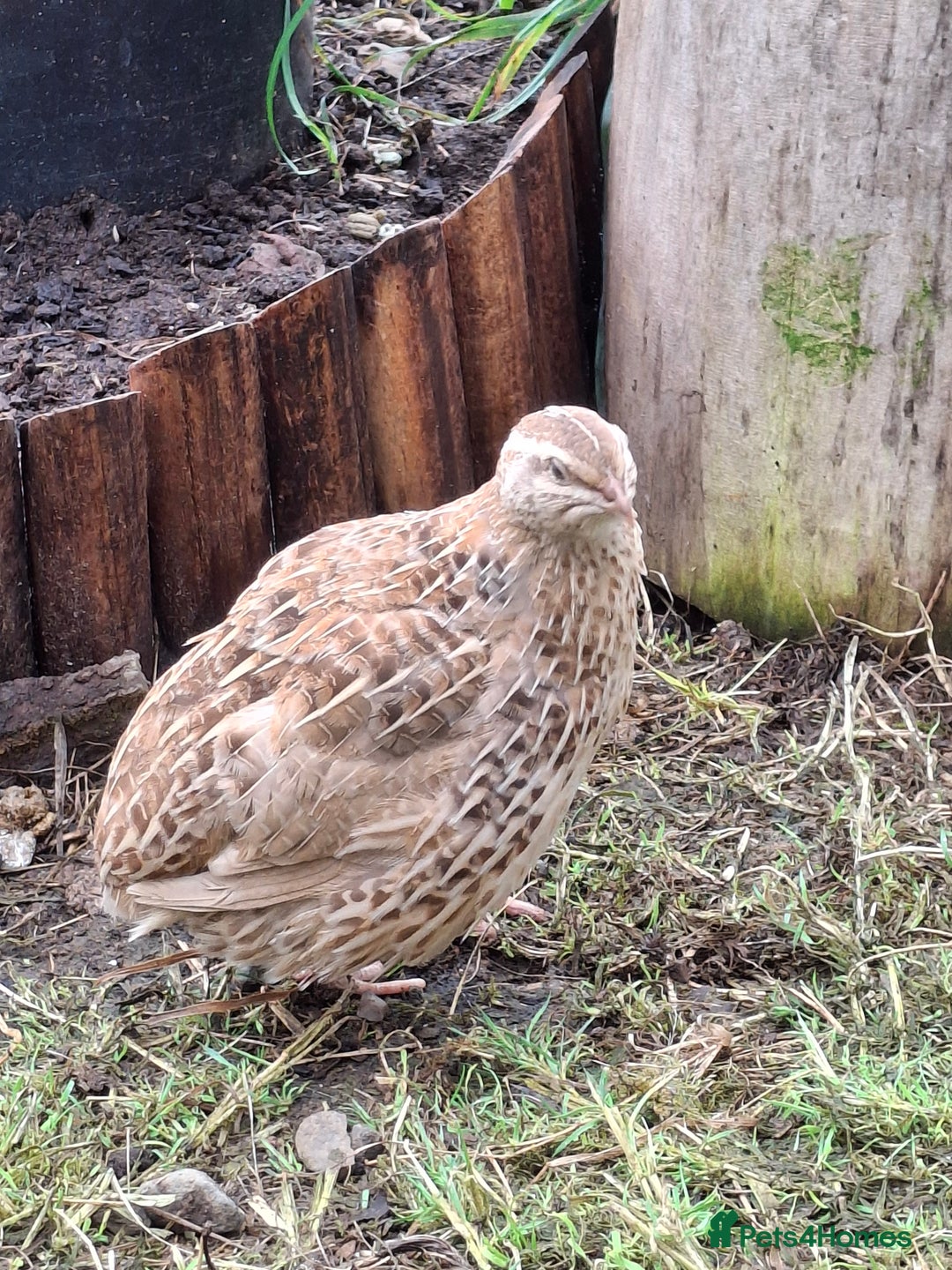 Mixed Breed birds for sale: Japanese Quail - Image 5