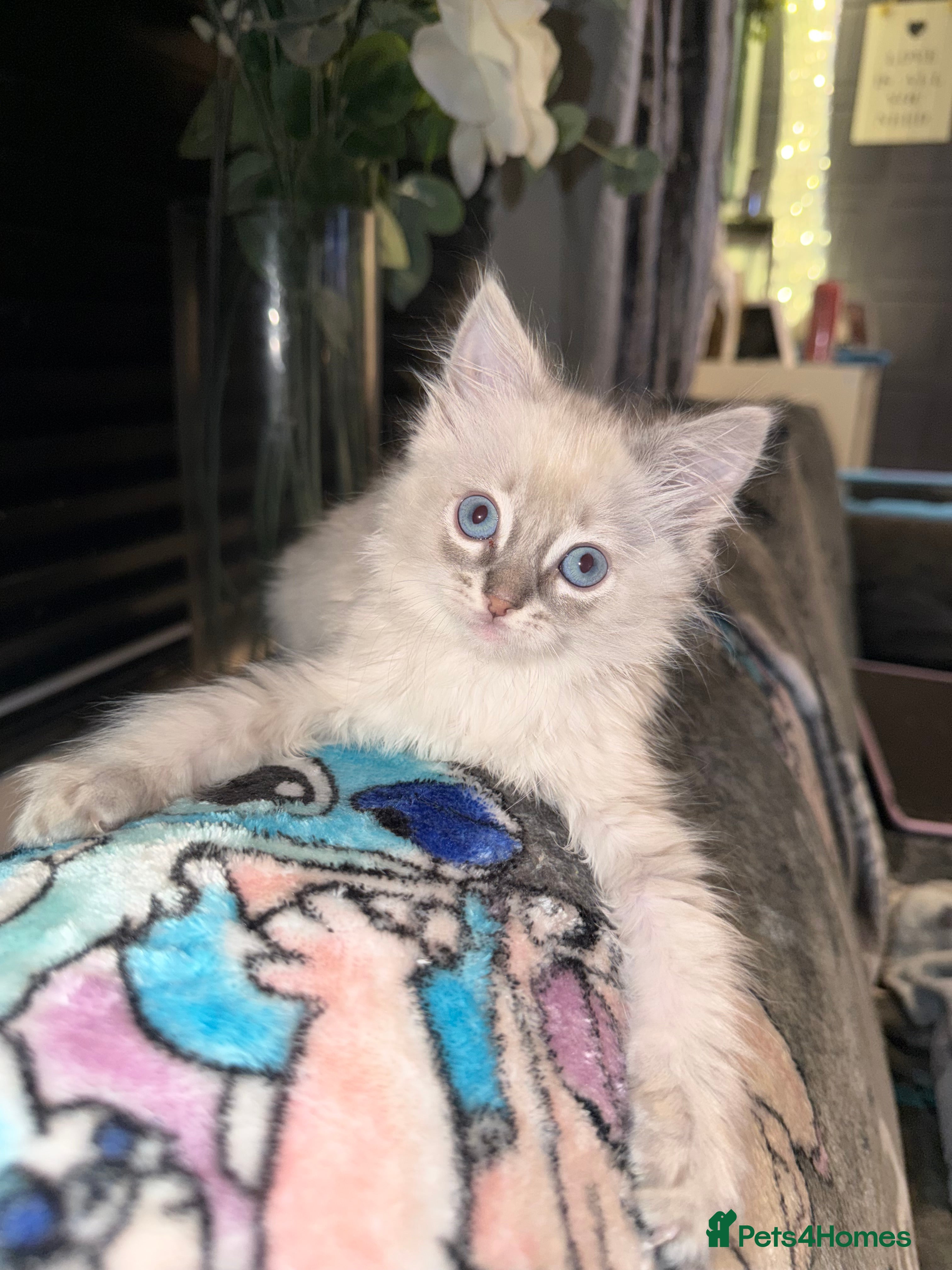 Ragdoll cats Ragdoll female kitten  - Advert 1