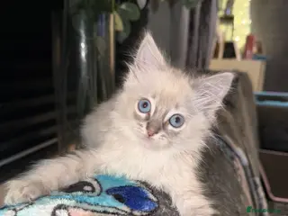 Ragdoll cats Ragdoll female kitten - Advert 1