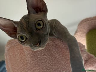 Sphynx cats Looking for stud. - Advert 6