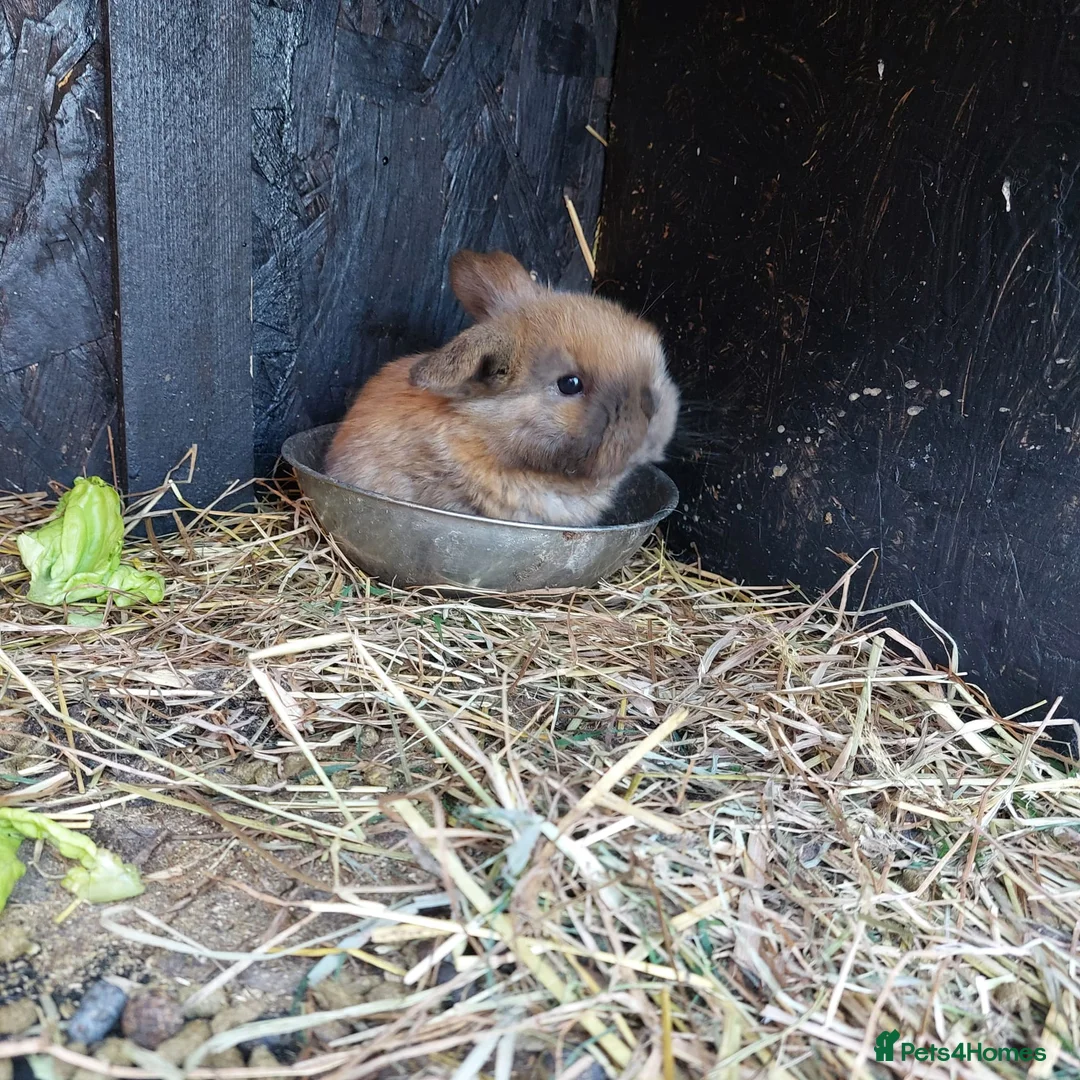 Mini Lop rabbits for sale: Beautiful Baby Mini Lops - Advert 1